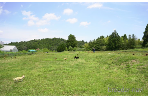 成約済の千葉県のカニンヘンダックスフンド(ロングヘアード)-219962の4枚目